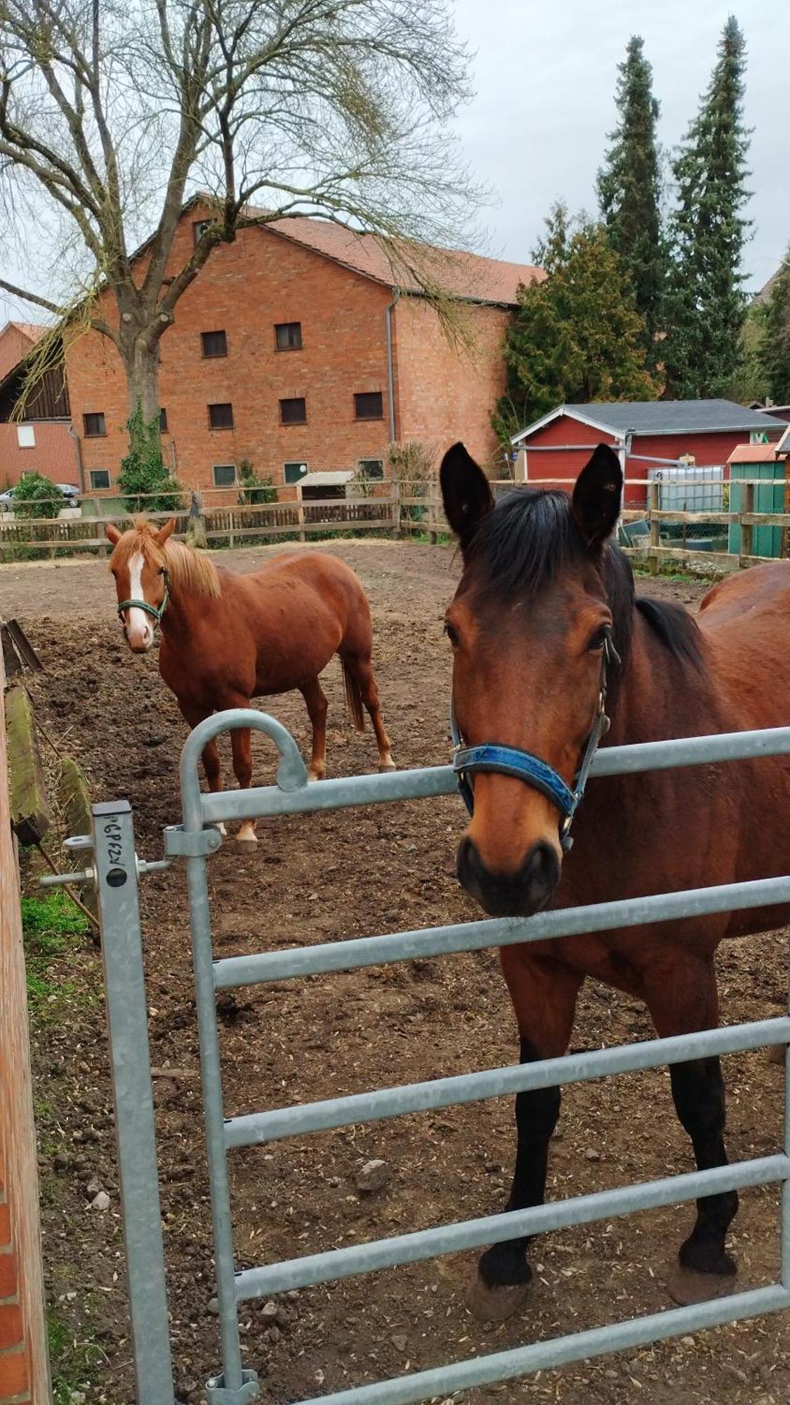 Wohnen Auf Dem Bauernhof Lejlighed Laatzen Eksteriør billede